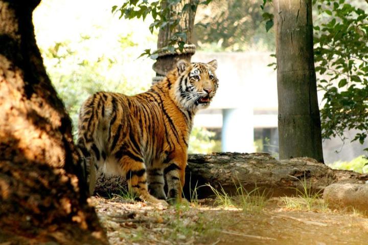 Tigre en zoológico