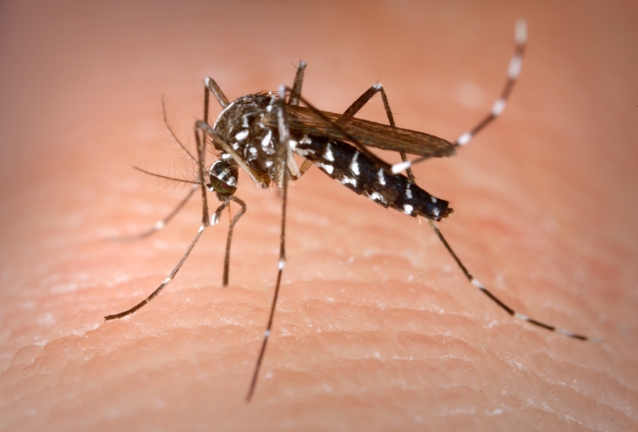 Mosquito: Foto wikipedia