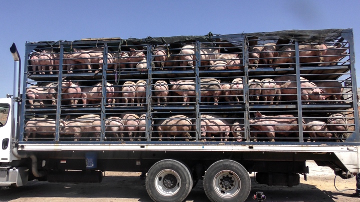 Transporte de cerdos